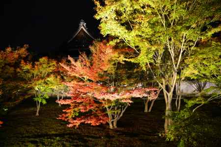 妙覚寺　三本山同時紅葉ライトアップ