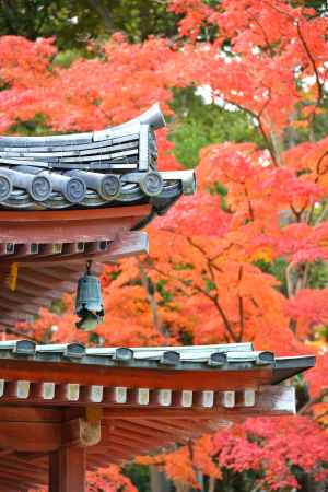 海住山寺　秋