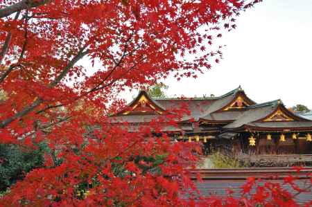 御土居からの眺め