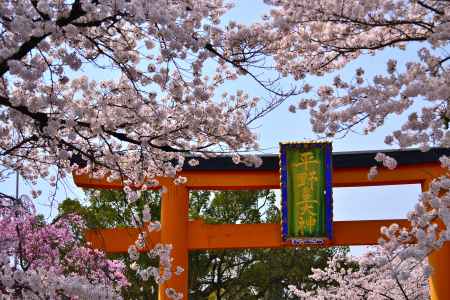 あと少しで桜…