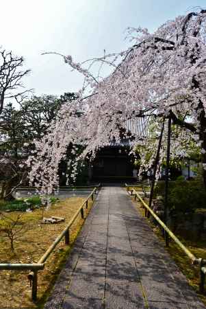 桜陰