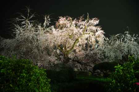 一重白彼岸枝垂桜