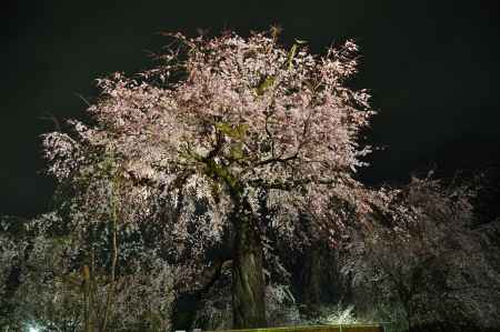 春の夜空に