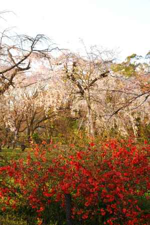 桜と木瓜の花