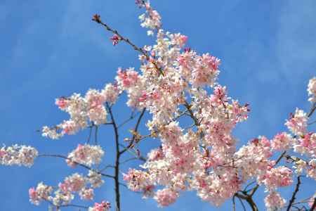 咲き出した桜　半木の道　