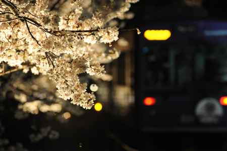 夜桜電車