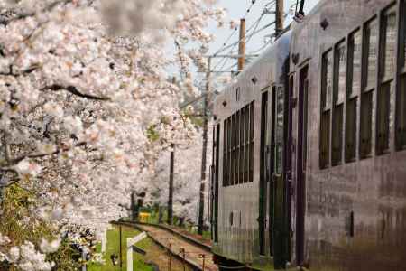 桜色に染まる車体