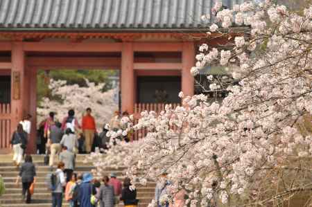 御室仁和寺　染井吉野　満開