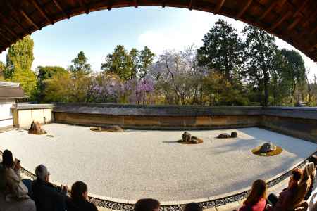 石庭の桜