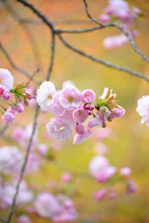 はんなり桜色