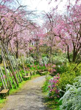 あの桜の小路