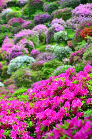 花絶景