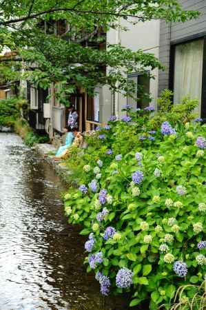 水辺の紫陽花