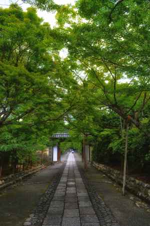 青々した光を溢れさす参道