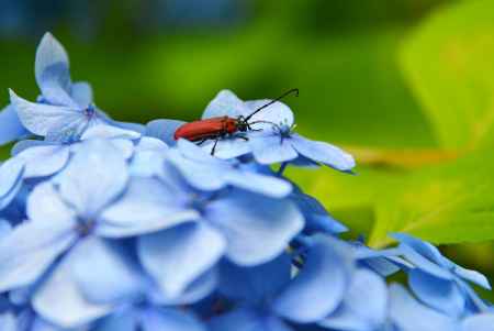 直指庵　ぼくらはみんな生きている　紅髪切虫