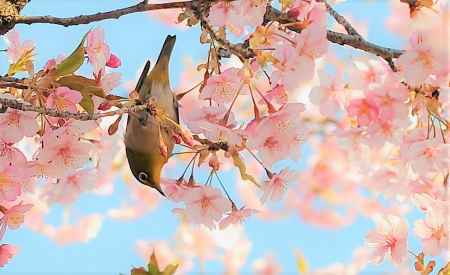 花の蜜