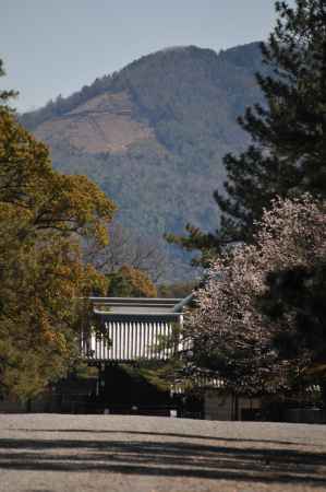 桜と大文字