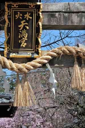 紅しだれ桜満開