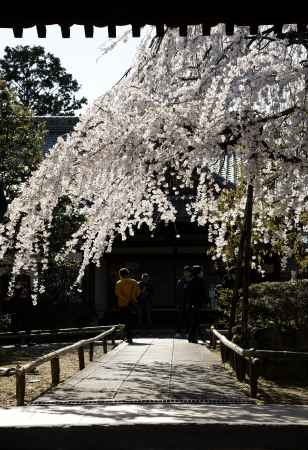 門の向こうの春