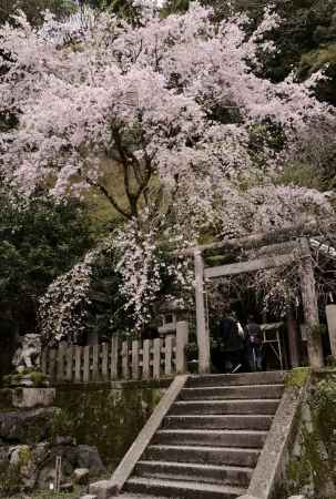 桜雨