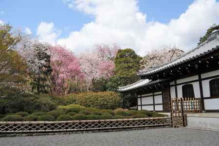 桜苑へ歩む