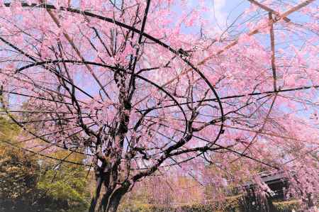 桜雲