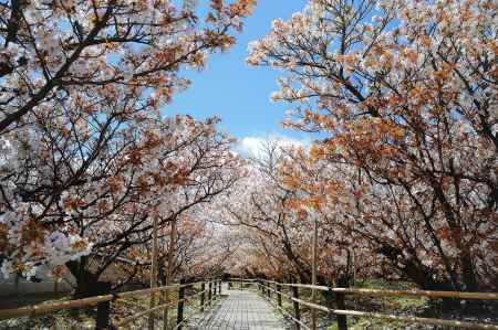 青空と御室桜