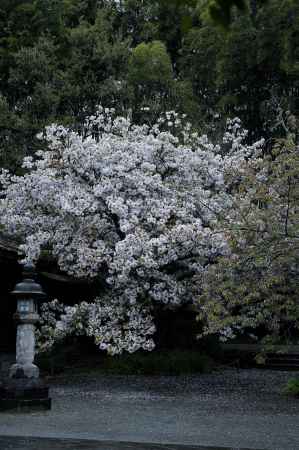 白雪桜