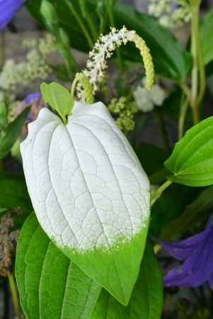 花手水　半夏生