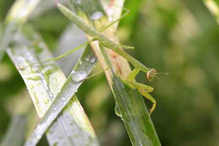 カマキリと雫