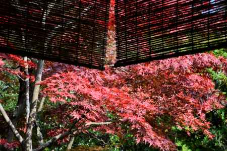 賀茂の社家　紅葉