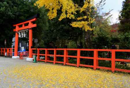 上賀茂神社　銀杏