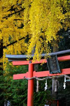 岩戸落葉神社　銀杏