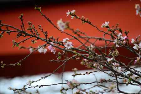 冬の桜