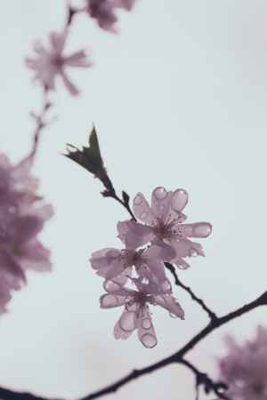 雨粒と桜