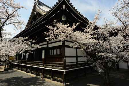 妙顕寺と桜