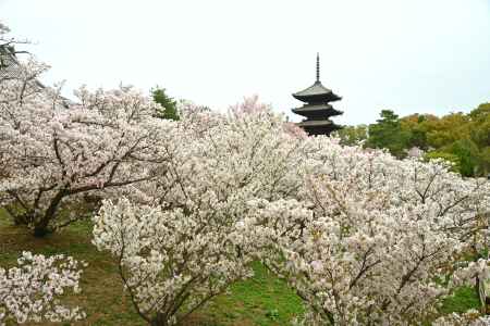 御室の桜　TAKE2
