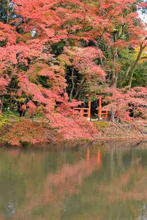 半木神社の秋