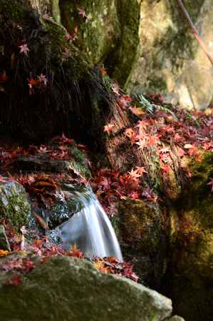 大宮川の水と紅葉
