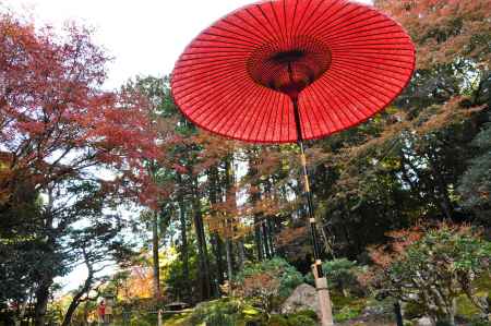 秋の野点傘