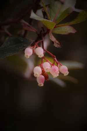 strawberry　tree