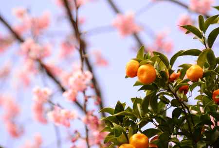 橘の実と大寒桜