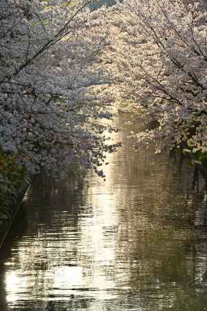 春の斜陽