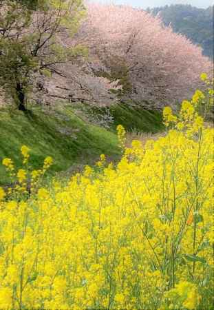 桂川の春