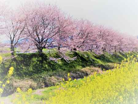 桜と…菜の花