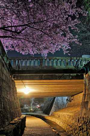 夜桜　戻橋