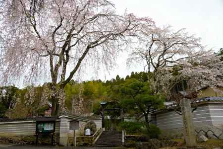 鳴滝の枝垂桜さん
