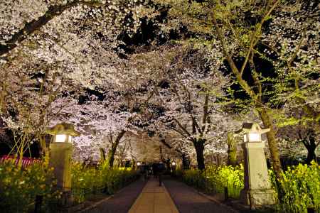 参道の夜桜　