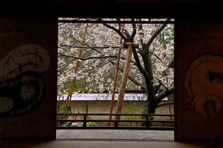 御車返しの桜　見頃