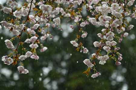 光輝　御車返しの桜